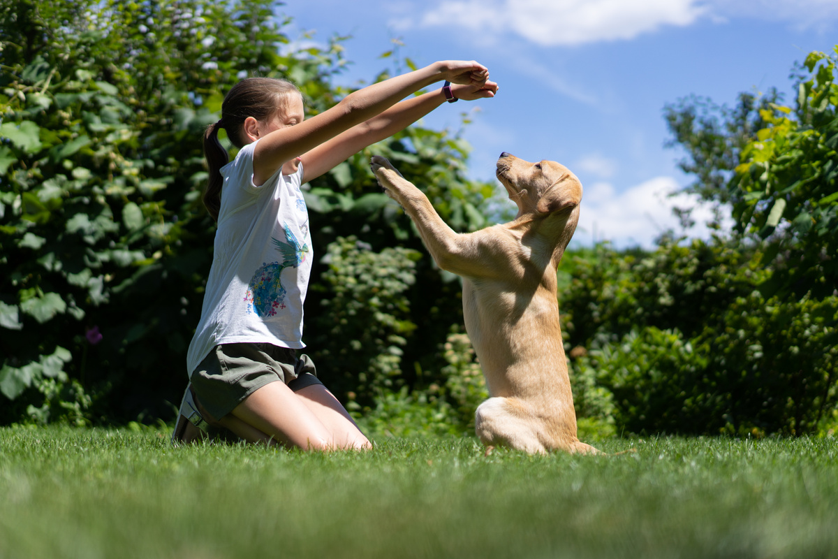 dog training in garden